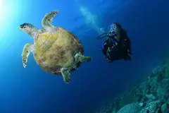 wreck